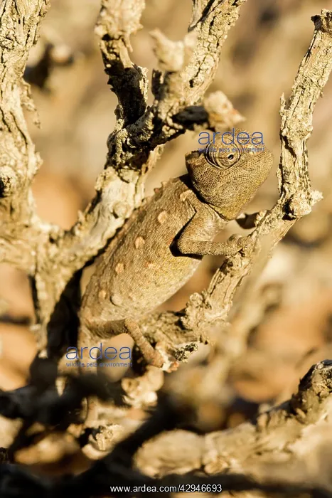 : Namaqua Chameleon - Baby waiting for prey : Namaqua Chameleon - Baby waiting for prey