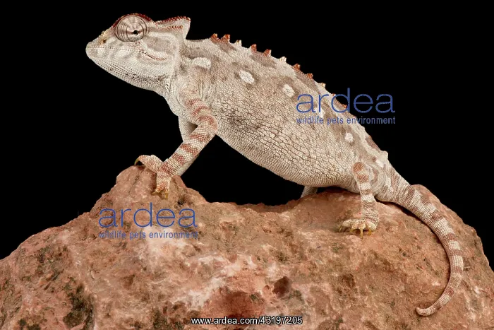  : Namaqua chameleon (Chamaeleo namaquensis) on black