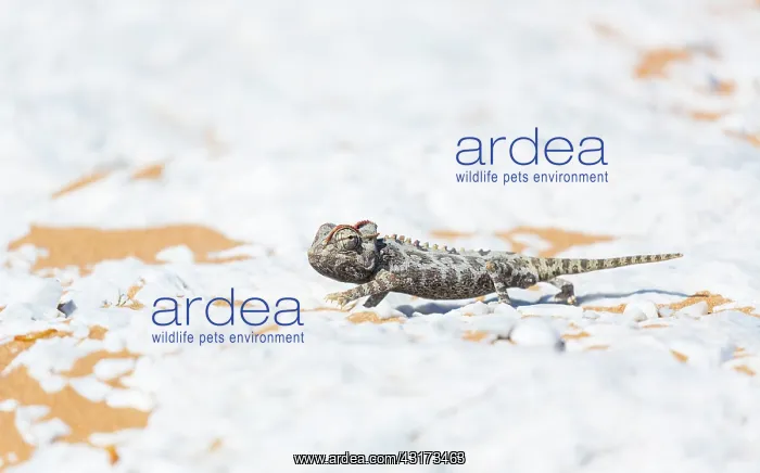 : Namaqua chameleon (Chamaeleo namaquensis), Sand : Namaqua chameleon (Chamaeleo namaquensis), Sand