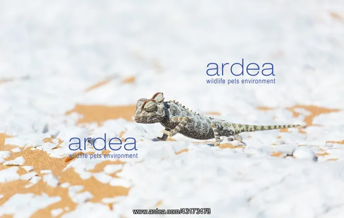 : Namaqua chameleon (Chamaeleo namaquensis), Sand : Namaqua chameleon (Chamaeleo namaquensis), Sand