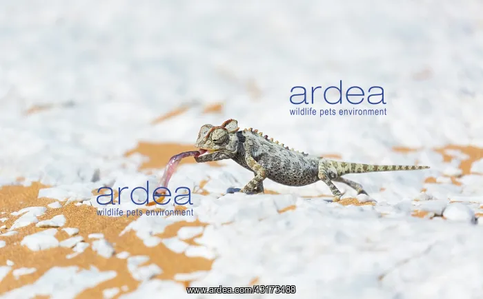 : Namaqua chameleon (Chamaeleo namaquensis), Sand : Namaqua chameleon (Chamaeleo namaquensis), Sand