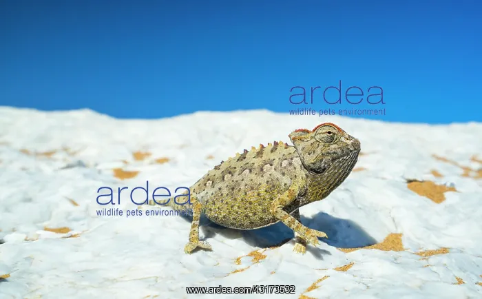 : Namaqua chameleon (Chamaeleo namaquensis), Sand : Namaqua chameleon (Chamaeleo namaquensis), Sand