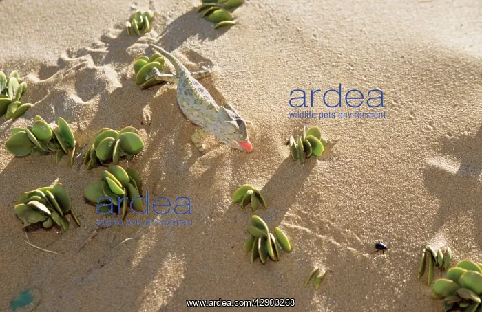 : Namaqua Chameleon - chasing Tenebrionid / Long-legged : Namaqua Chameleon - chasing Tenebrionid / Long-legged