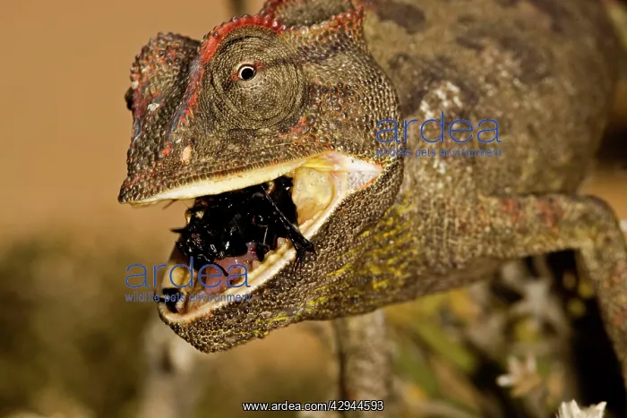  : Namaqua Chameleon - Close up - chewing a beetle