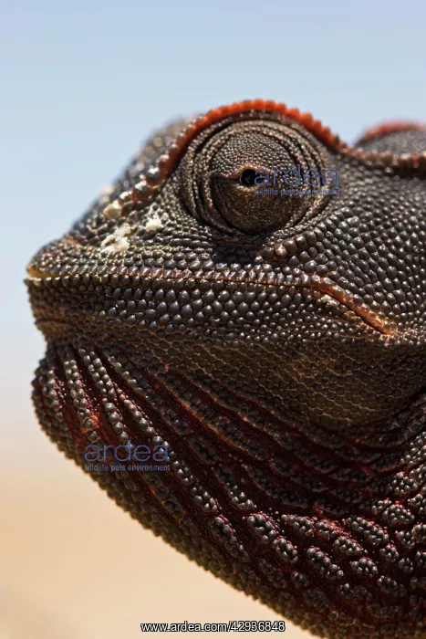 : Namaqua Chameleon - Close up of its head with salt : Namaqua Chameleon - Close up of its head with salt