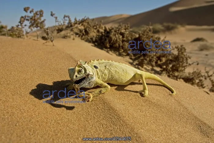 : Namaqua Chameleon - Dead - Lying on dune sand with : Namaqua Chameleon - Dead - Lying on dune sand with