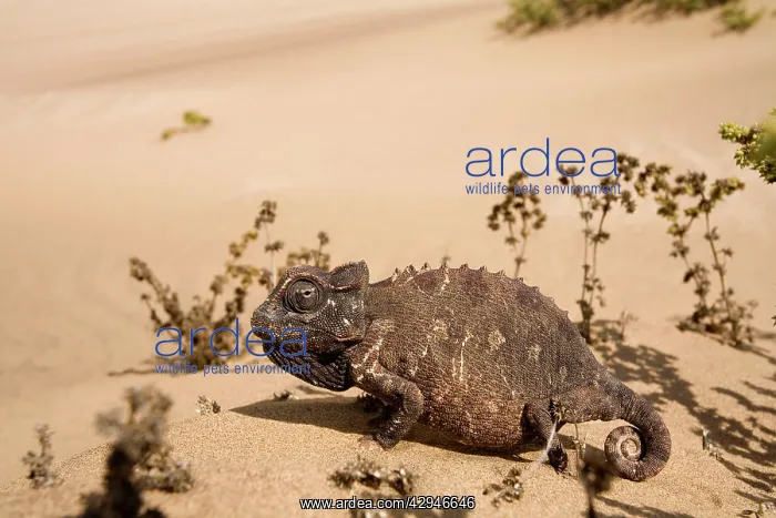 : Namaqua Chameleon - Among dune scrub : Namaqua Chameleon - Among dune scrub