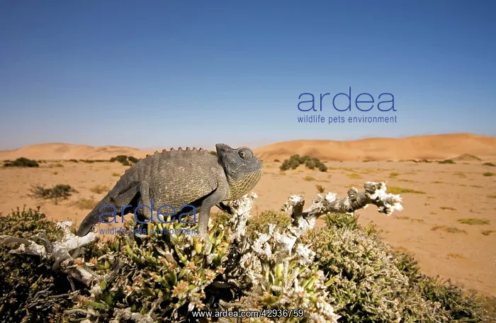 : Namaqua Chameleon with dunes / desert in the background : Namaqua Chameleon with dunes / desert in the background
