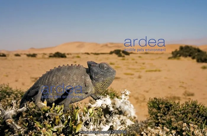 : Namaqua Chameleon with dunes / desert in the background : Namaqua Chameleon with dunes / desert in the background