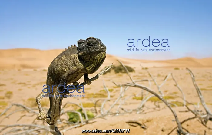 : Namaqua Chameleon with dunes / desert in the background : Namaqua Chameleon with dunes / desert in the background