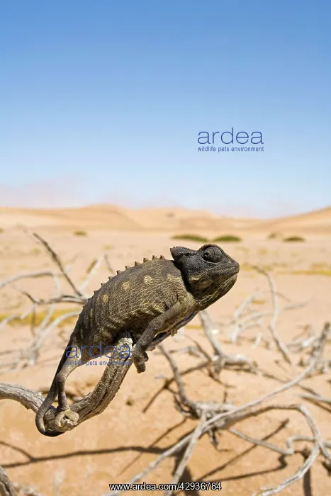 : Namaqua Chameleon with dunes / desert in the background : Namaqua Chameleon with dunes / desert in the background