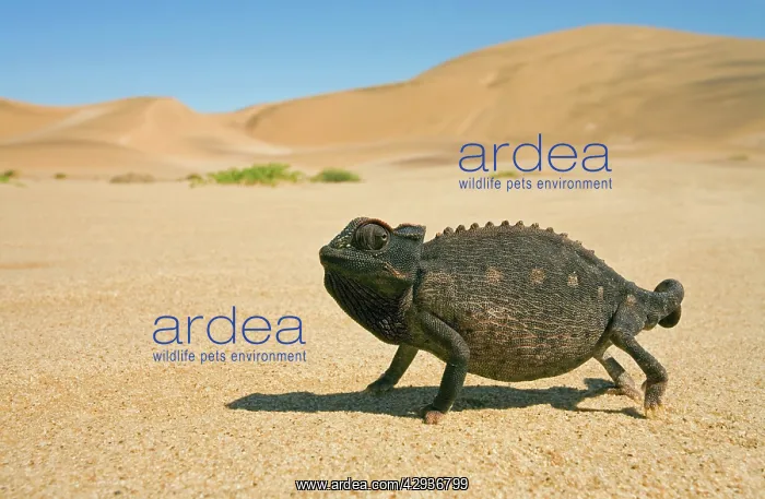 : Namaqua Chameleon with dunes / desert in the background : Namaqua Chameleon with dunes / desert in the background