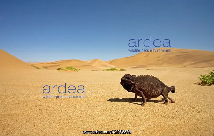 : Namaqua Chameleon with dunes / desert in the background : Namaqua Chameleon with dunes / desert in the background