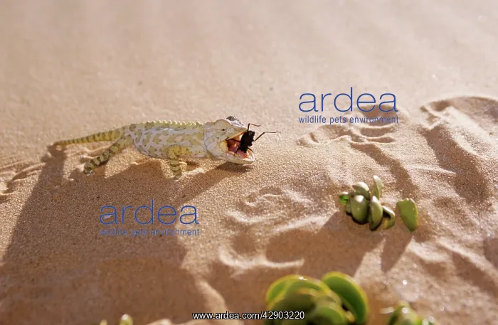 : Namaqua Chameleon - eating insect : Namaqua Chameleon - eating insect