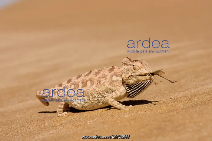 : Namaqua Chameleon - Eating a large Desert Locust : Namaqua Chameleon - Eating a large Desert Locust