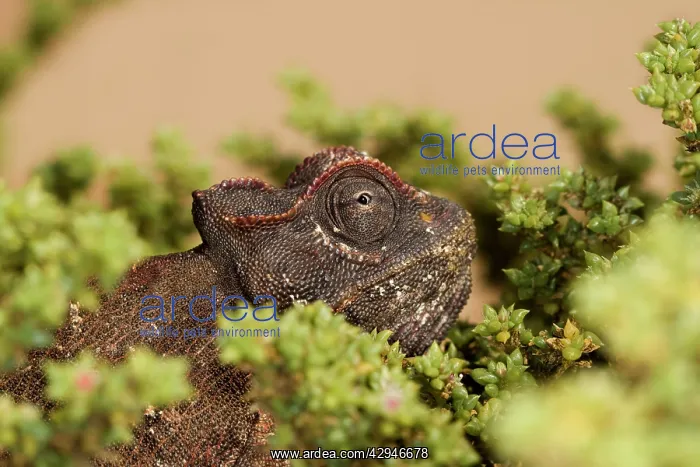 : Namaqua Chameleon - Eye peering from an Ink Bush : Namaqua Chameleon - Eye peering from an Ink Bush