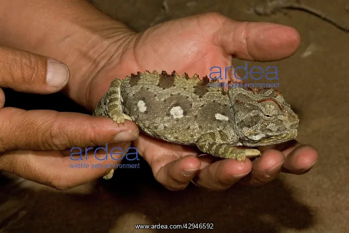 : Namaqua Chameleon - Being handled : Namaqua Chameleon - Being handled