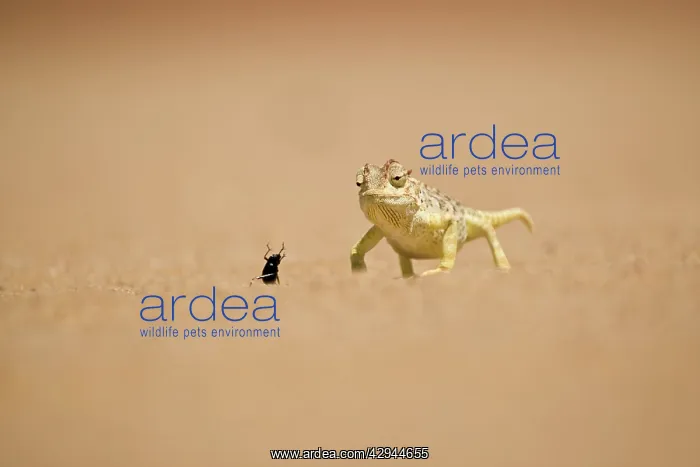 : Namaqua Chameleon - Hunting a Dune Beetle on the : Namaqua Chameleon - Hunting a Dune Beetle on the