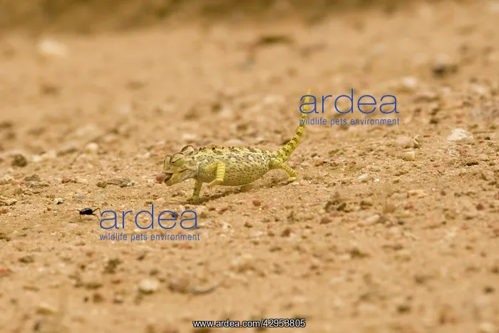  : Namaqua Chameleon - hunting for Tenebrionid Beetles