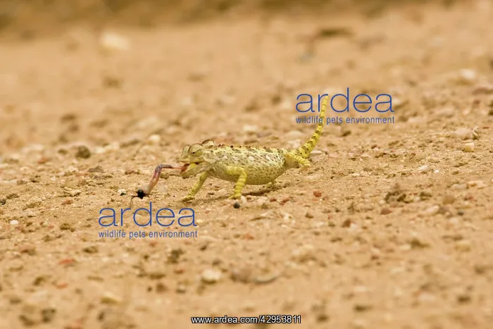: Namaqua Chameleon - hunting for Tenebrionid Beetles : Namaqua Chameleon - hunting for Tenebrionid Beetles