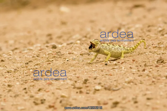 : Namaqua Chameleon - hunting for Tenebrionid Beetles : Namaqua Chameleon - hunting for Tenebrionid Beetles