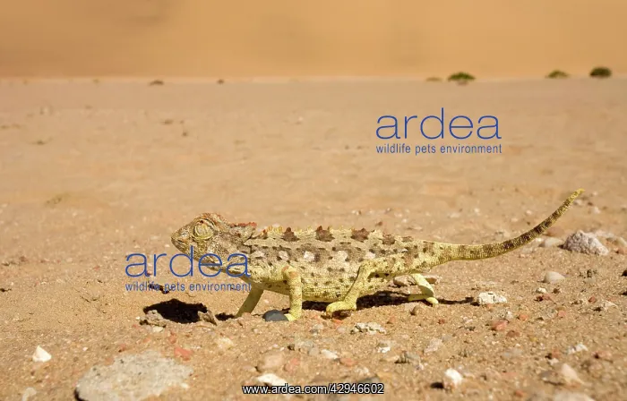 : Namaqua Chameleon - Keeping an eye on the sky whilst : Namaqua Chameleon - Keeping an eye on the sky whilst