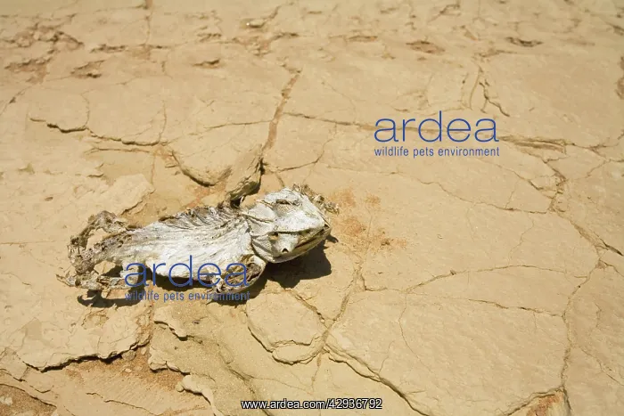 : Namaqua Chameleon killed by a quad bike : Namaqua Chameleon killed by a quad bike
