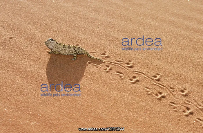 : Namaqua Chameleon - Leaving Trail In Sand : Namaqua Chameleon - Leaving Trail In Sand