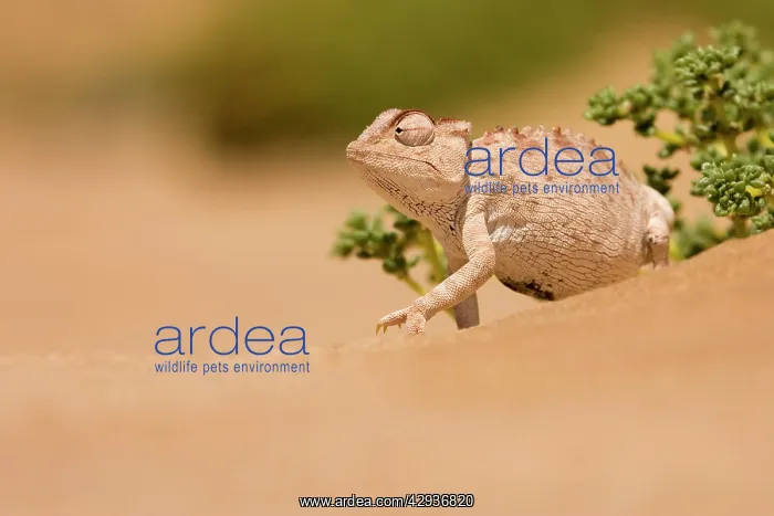 : Namaqua Chameleon looking for prey : Namaqua Chameleon looking for prey