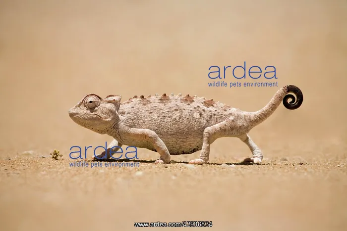 : Namaqua Chameleon looking for prey : Namaqua Chameleon looking for prey