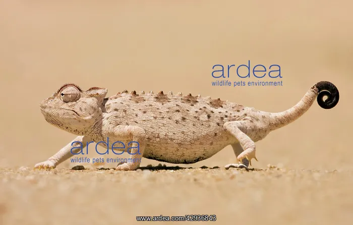 : Namaqua Chameleon looking for prey : Namaqua Chameleon looking for prey