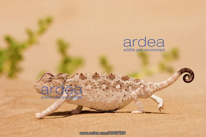 : Namaqua Chameleon looking for prey : Namaqua Chameleon looking for prey