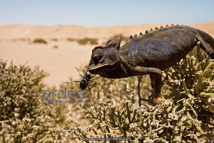: Namaqua Chameleon - Perched on an ink bush with a beetle : Namaqua Chameleon - Perched on an ink bush with a beetle