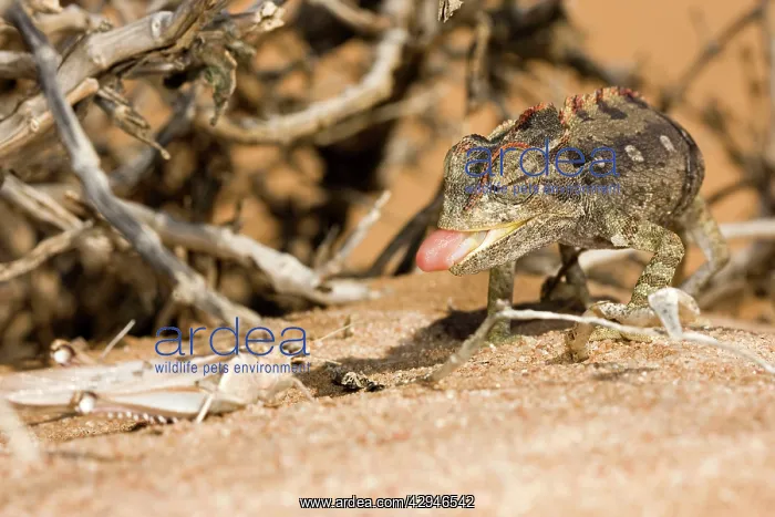: Namaqua Chameleon - Poised and ready to catch a locust : Namaqua Chameleon - Poised and ready to catch a locust