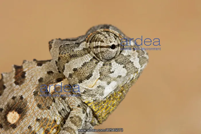 : Namaqua Chameleon - Side portrait : Namaqua Chameleon - Side portrait