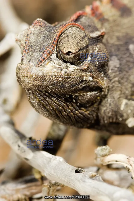 : Namaqua Chameleon - Portrait showing salt secretion : Namaqua Chameleon - Portrait showing salt secretion