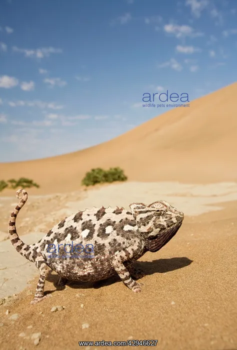 : Namaqua Chameleon - Side profile during threat : Namaqua Chameleon - Side profile during threat