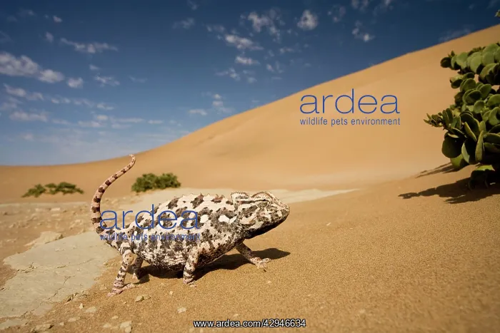 : Namaqua Chameleon - Side profile during threat : Namaqua Chameleon - Side profile during threat