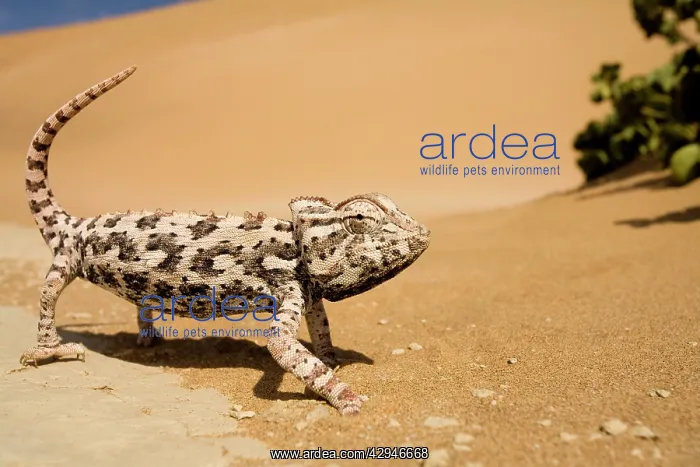 : Namaqua Chameleon - Side profile during threat : Namaqua Chameleon - Side profile during threat