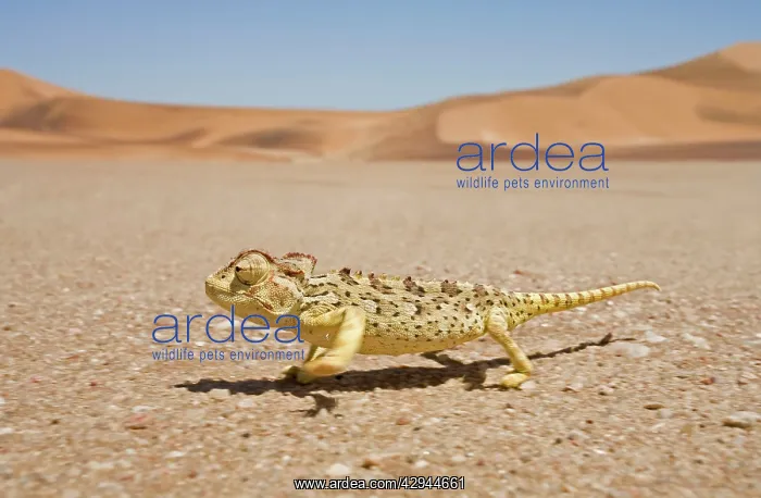 : Namaqua Chameleon - Running over the gravel plains : Namaqua Chameleon - Running over the gravel plains