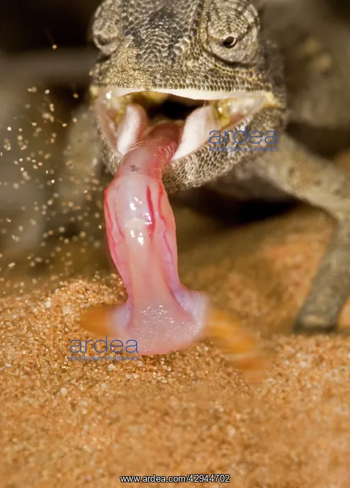 : Namaqua Chameleon - Showing the tongue retracting with prey : Namaqua Chameleon - Showing the tongue retracting with prey