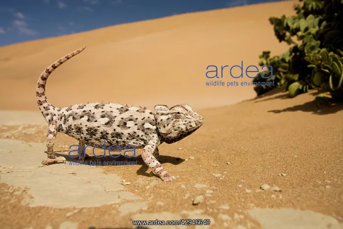 : Namaqua Chameleon-Side profile during threat display : Namaqua Chameleon-Side profile during threat display