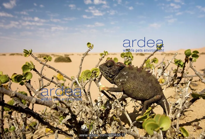 : Namaqua Chameleon-Sitting in a Dollar Bush with : Namaqua Chameleon-Sitting in a Dollar Bush with