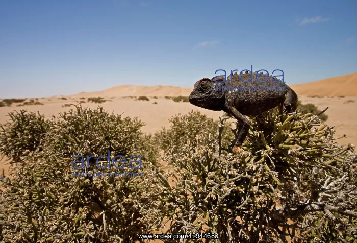 : Namaqua Chameleon - Sitting on an Ink Bush : Namaqua Chameleon - Sitting on an Ink Bush