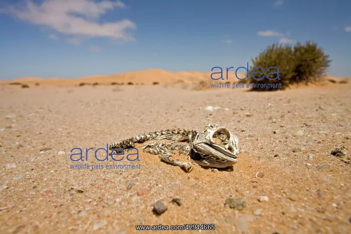 : Namaqua Chameleon - Skeleton lying on the gravel : Namaqua Chameleon - Skeleton lying on the gravel
