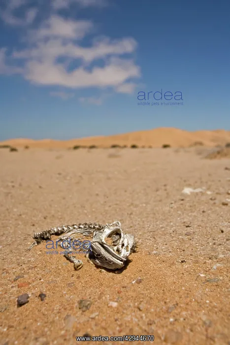  : Namaqua Chameleon - Skeleton lying on the gravel