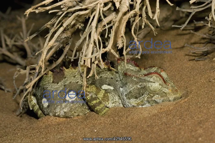 : Namaqua Chameleon - Sleeping under a bush -Taken at night : Namaqua Chameleon - Sleeping under a bush -Taken at night
