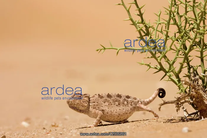  : Namaqua Chameleon - Standing at the edge of a !Nara Plant