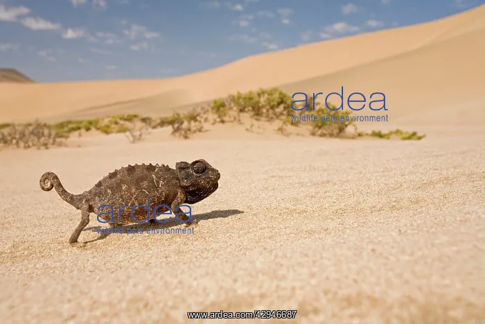: Namaqua Chameleon - Striding accross white desert : Namaqua Chameleon - Striding accross white desert