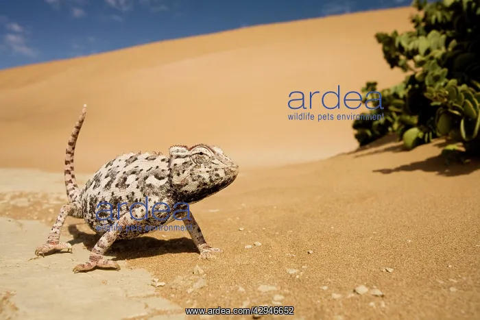 : Namaqua Chameleon - Striding towards the camera : Namaqua Chameleon - Striding towards the camera